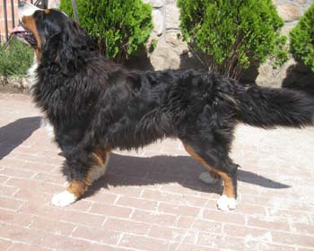 bernese mountain dogs Gitano